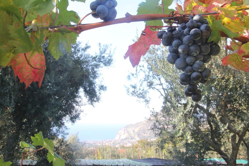 Villa Agriturismo Antico Casale Colli Di San Pietro Piano di Sorrento Exterior foto